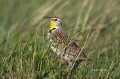 Western-Meadowlark;Meadowlark;Sturnella-neglecta;one-animal;close-up;color-image